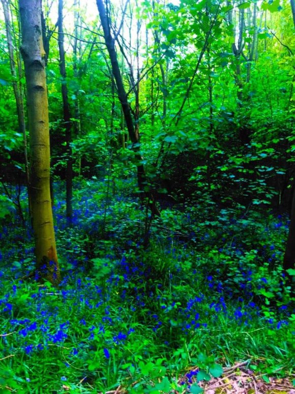 Bluebells in Eckington Woods