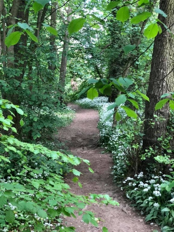 Wild Garlic in Eckington woods