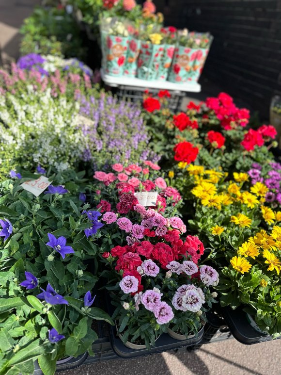 Flower Stall selling seasonal flowers for pots, gardens or freshly cut flowers.